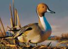 Area Youths Honored In SD Duck Stamp Contest
